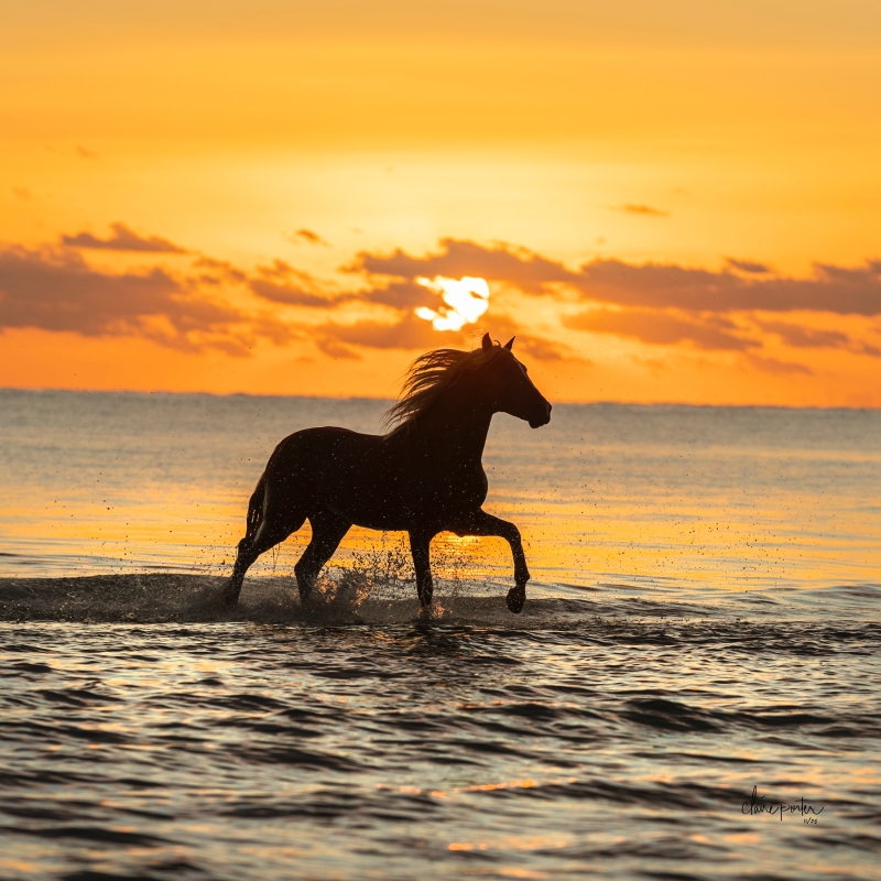 Sunrise Sihlouette by artist Claire Porter